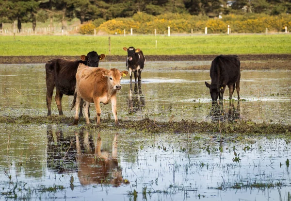 Water Heifers Jersey — Stock Photo, Image