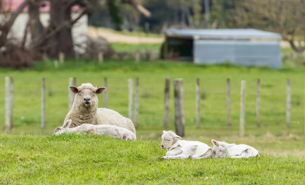 Mamma får och lamm — Stockfoto