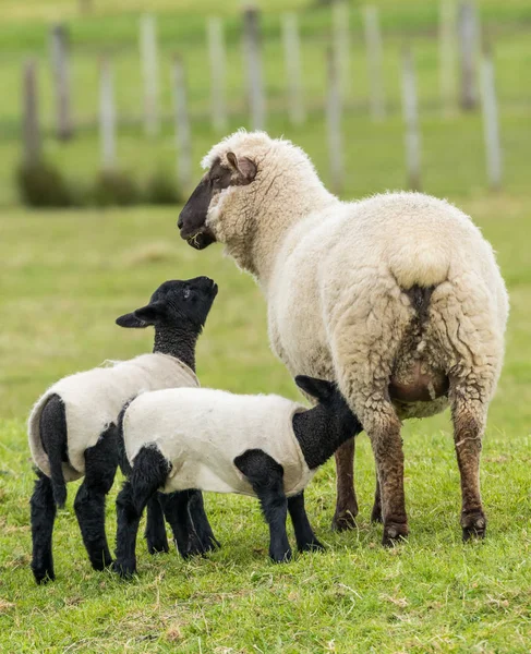 ニュージーランドの黒羊します。 — ストック写真