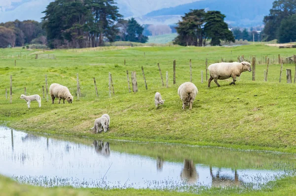 Nový Zéland ovce a jehňata — Stock fotografie