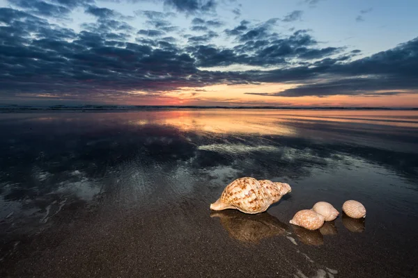 Deniz kabukları Sundown — Stok fotoğraf