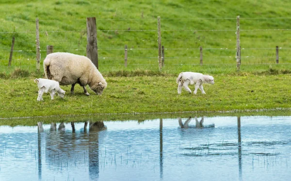 Moeder van de schapen met lammeren — Stockfoto
