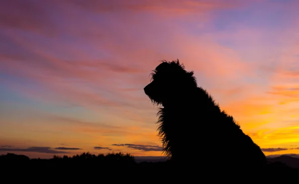 夜明けの犬が待っています。 — ストック写真