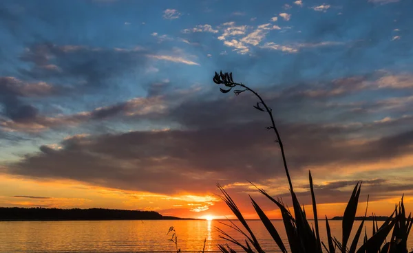 Nový Zéland lnu západ slunce — Stock fotografie