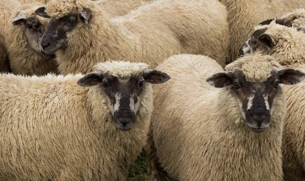Nieuw-Zeelandse schapen — Stockfoto