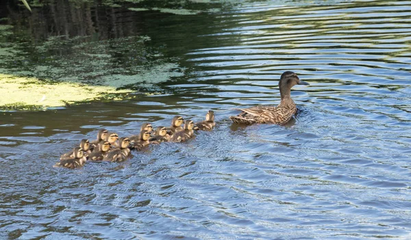 Mother Duck — Stock Photo, Image