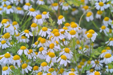 Çiçekli Feverfew