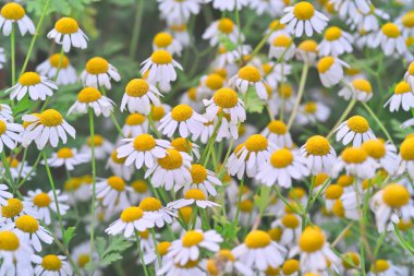  Çiçekli Feverfew