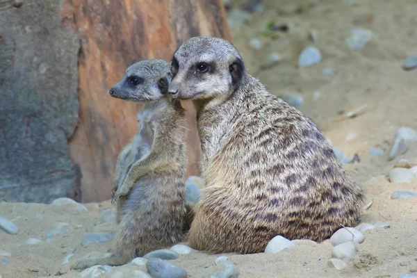 Meerkat cub with adult meerkat