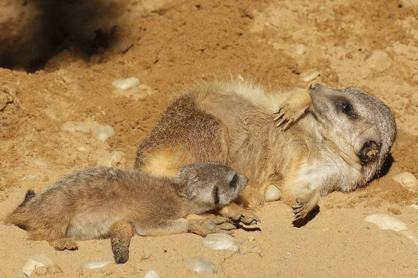 Meerkat yavru yetişkin çöl faresi ile