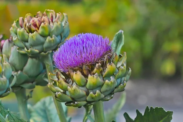 Blomma av en kronärtskocka, en medicinalväxt och mat växt — Stockfoto