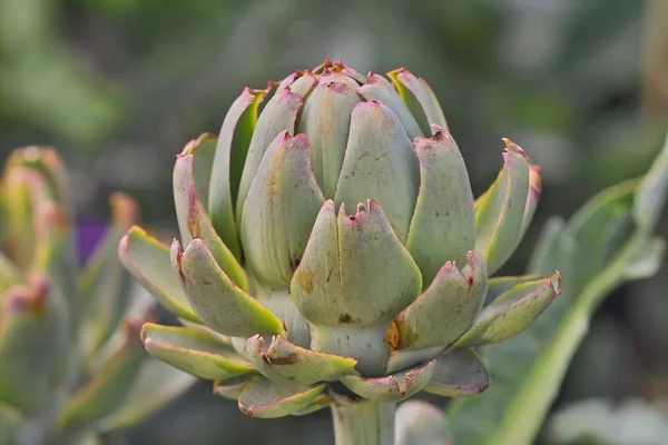 Bud of an artichoke, a medicinal plant and food plant just befor — Stock Photo, Image