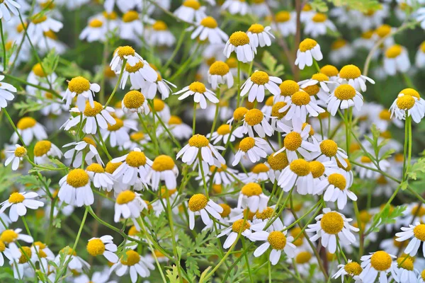 Çiçekli Feverfew