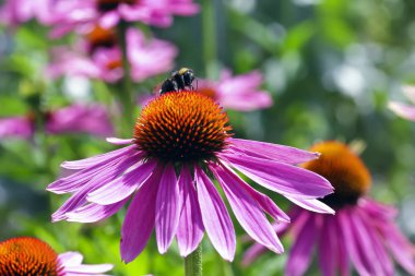  Coneflower bal arısı ile