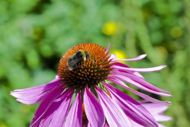  Coneflower bumblebee ile
