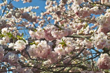   Kiraz rabıta, erken süs kiraz, Japon cherry bahar