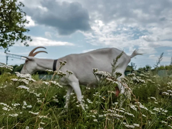 Una vieja cabra blanca roza en un prado, cerca de un ferrocarril — Foto de Stock