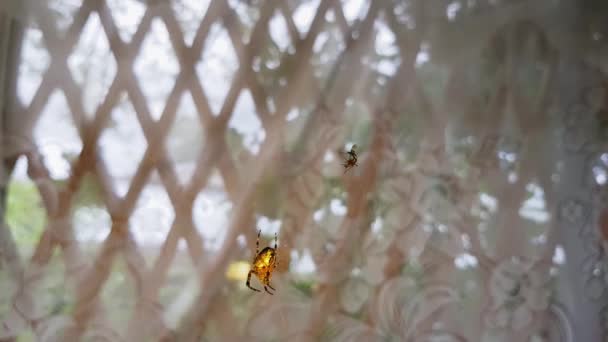 Batik toile d'or araignée suspendue dans la grande toile balançant dans le vent, au ralenti 4k. Spotted araignée toile d'or .