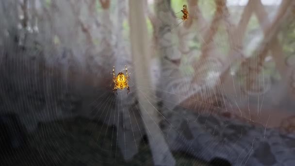 거미집 거미가 바람에 거미줄에 매달려 있습니다 천천히 움직이는 입니다 거미집 — 비디오