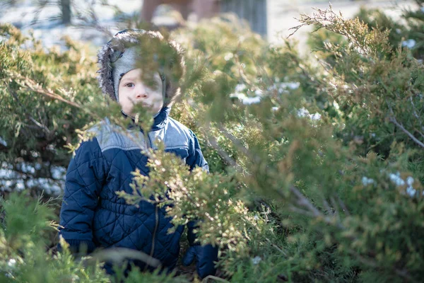 Un niño jugando a las escondidas detrás de los arbustos de enebro en invierno — Foto de Stock