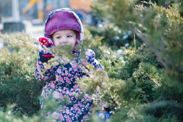 Un niño jugando a las escondidas detrás de los arbustos de enebro en invierno — Foto de Stock
