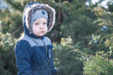 Kışın ardıç çalılarının arkasında saklambaç oynayan bir çocuk.