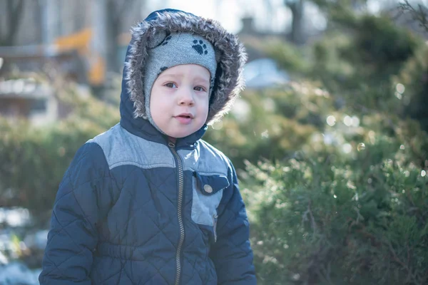 Een kind dat verstoppertje speelt achter jeneverstruiken in de winter — Stockfoto