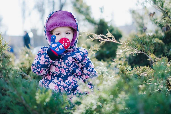 Een kind dat verstoppertje speelt achter jeneverstruiken in de winter — Stockfoto