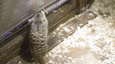 Çöl faresi veya Suricate hayvanat bahçesi büyük kuş kafesi içinde