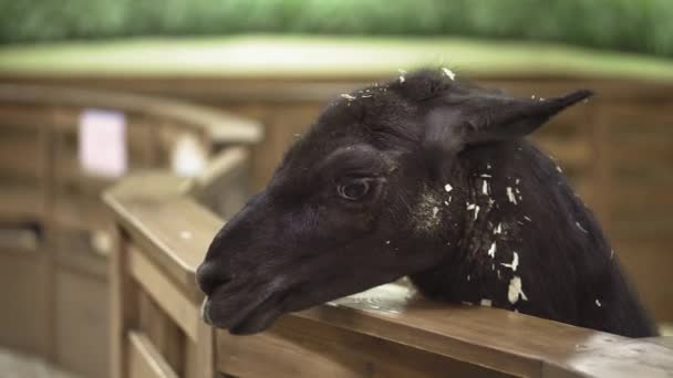 Black Alpaca Eating Hay, Llama — Stock Video