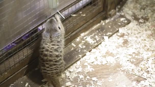 Meerkat lub Suricate w wolierze zoo — Wideo stockowe