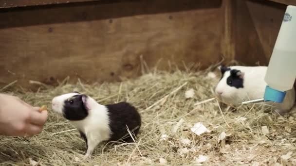 Evcil hayvan insanın elinde yer. Kız evcil hayvanları besleyen kobay faresi, hayvanat bahçesine yakın çekim, şefkat, okşama, güven kavramı — Stok video