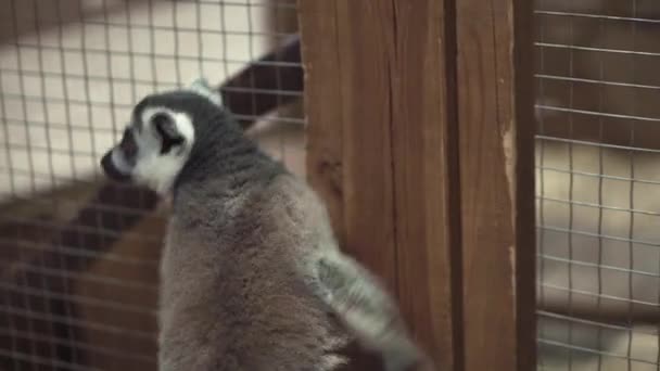 Animal engraçado catta lemur macaco, banho de sol — Vídeo de Stock