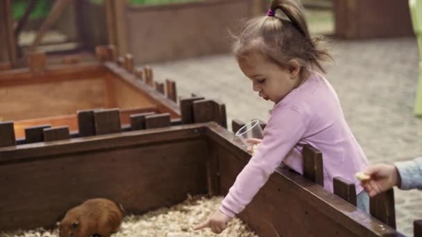 宠物吃人的手。喂食宠物的女孩在接触动物园里的小猪特写，温柔、爱抚、信任的概念 — 图库视频影像