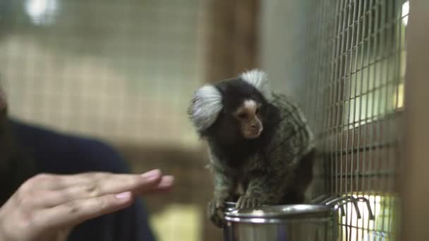 Marmoset Callithrix jacchus är New World apa. Den bodde ursprungligen på Brasiliens nordöstra kust, i delstaterna Piaui, Paraiba, Ceara, Rio Grande do Norte, Pernambuco, Alagoas och Bahia.. — Stockvideo