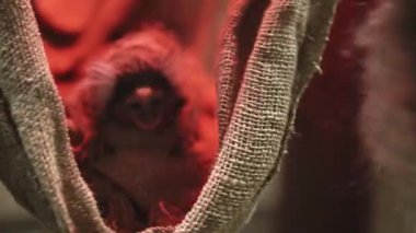 Marmoset Callithrix Jacchus Yeni Dünya maymunu. Brezilya 'nın kuzeydoğu kıyısında Piaui, Paraiba, Ceara, Rio Grande do Norte, Pernambuco, Alagoas ve Bahia eyaletlerinde yaşamaktadır..