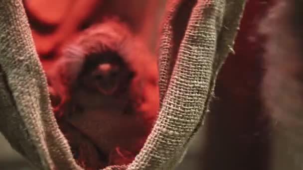 Marmoset umum Callithrix jacchus adalah monyet Dunia Baru. Aslinya tinggal di pesisir timur laut Brasil, di negara-negara bagian Piaui, Paraiba, Ceara, Rio Grande do Norte, Pernambuco, Alagoas dan Bahia. — Stok Video