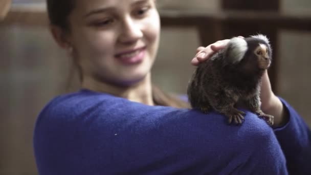 Marmoset Callithrix Jacchus Yeni Dünya maymunu. Brezilya 'nın kuzeydoğu kıyısında Piaui, Paraiba, Ceara, Rio Grande do Norte, Pernambuco, Alagoas ve Bahia eyaletlerinde yaşamaktadır.. — Stok video