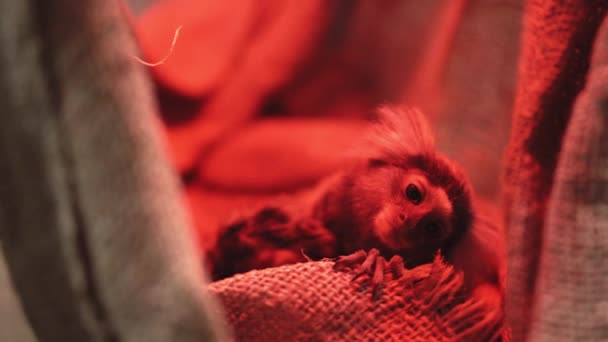 Běžný kosmonaut Callithrix jacchus je opice z Nového světa. Původně žil na severovýchodním pobřeží Brazílie, ve státech Piaui, Paraiba, Ceara, Rio Grande do Norte, Pernambuco, Alagoas a Bahia.