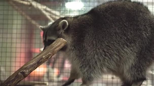 Close-up de racoon bonito ter um descanso em pedra no zoológico — Vídeo de Stock
