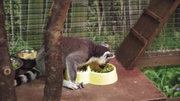 Rolig djur katta lemur apa, sol bada — Stockvideo