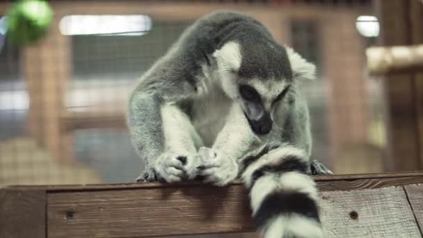 Animal engraçado catta lemur macaco, banho de sol — Vídeo de Stock