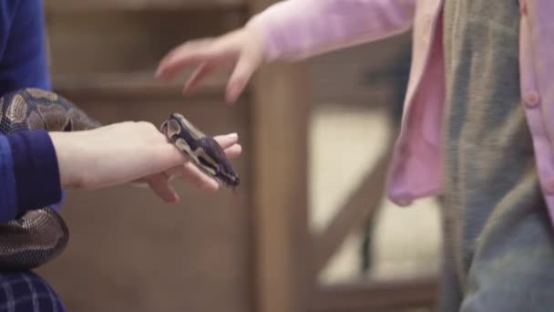 Φυσικό κορίτσι κρατώντας φίδι στο ζωολογικό κήπο απολαμβάνοντας εκδρομή στην άγρια πανίδα φοιτητής καταφύγιο έχοντας διασκέδαση μάθηση για τα ερπετά 4k — Αρχείο Βίντεο