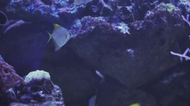 Close up of a fish swimming. Tour of the fish tank. Pisces swim in the aquarium. A pond with a closeup of marine fish with blue backlight. Exotic ocean dwellers.