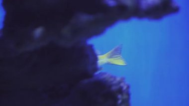 Balık sürüsü, Bluestripe Snappers. Yüzen bir balığa yaklaş. Akvaryum turu. Balık burcu akvaryumda yüzer. Mavi arka ışıklandırması olan deniz balıklarına yakın bir gölet. Egzotik okyanus sakinleri.
