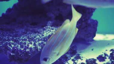 Balık sürüsü, Bluestripe Snappers. Yüzen bir balığa yaklaş. Akvaryum turu. Balık burcu akvaryumda yüzer. Mavi arka ışıklandırması olan deniz balıklarına yakın bir gölet. Egzotik okyanus sakinleri.