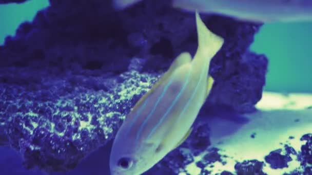 魚の学校, Bluestripeスナッパーズ.魚の水泳を閉じます。水槽のツアー。魚は水族館で泳ぐ。青いバックライトを持つ海洋魚の閉鎖と池。エキゾチックな海の住人. — ストック動画