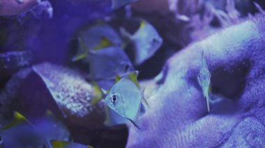 Close up of a fish swimming. Tour of the fish tank. Pisces swim in the aquarium. A pond with a closeup of marine fish with blue backlight. Exotic ocean dwellers.