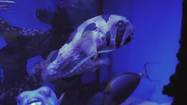 Beyaz benekli kirpi balığı, Arothron Hispidus Closeup, gözleri açık ağız, hareketli yüzgeçleri, takip balık, akvaryum, oceanarium, mavi lamba ışığında, sualtı kamera