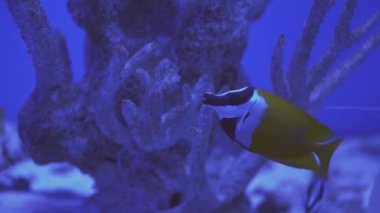 Mavi Benekli Balıklar, Akvaryum, Closeup, Mavi-Yüz Angel, Euxiphipops xanthometapon, diş ipi mercan resifi arasında, Mavi Halka Angelfish yüzgeci, akvaryum, oceanarium, sualtı, mavi lamplight.